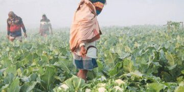 Farmers in Crisis: Cauliflower Prices Drop to Tk5, Causing Heavy Losses