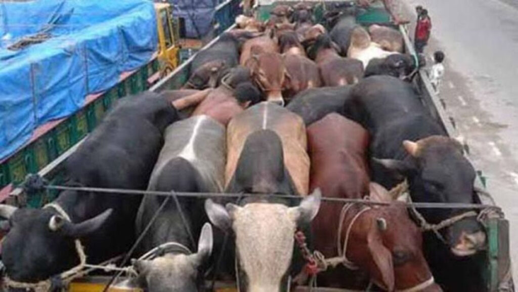 Robbery of 17 Qurbani Cows