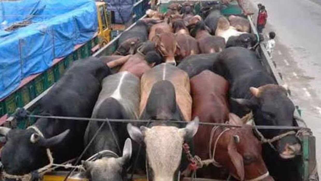 Robbery of 17 Qurbani Cows