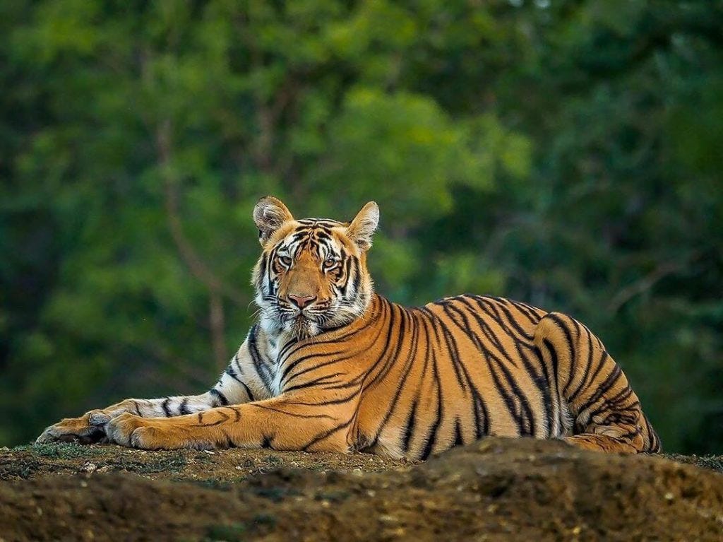 sundarbans tiger