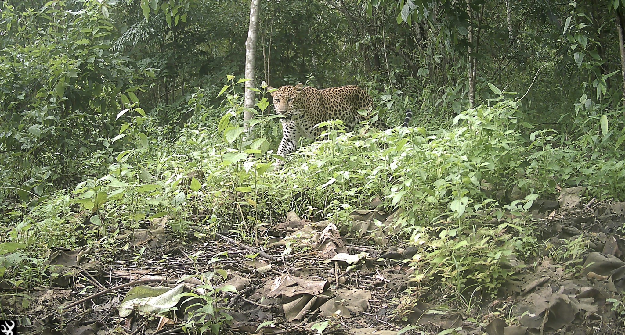 leopards
