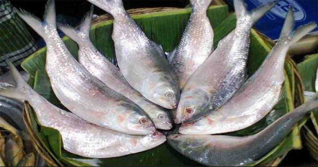 Hilsa