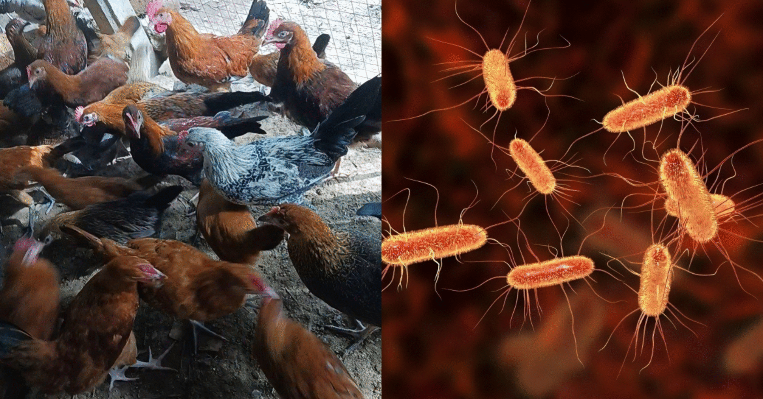 Antibiotic-Resistant E. coli Detected in Sonali Chicken Meat
