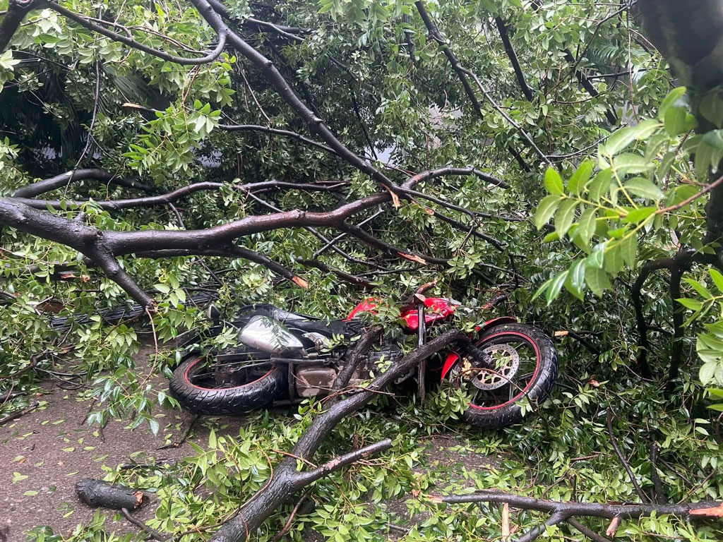 Old Tree Collapses in Dhanmondi