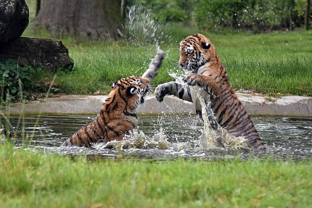 Sundarbans Tiger Population