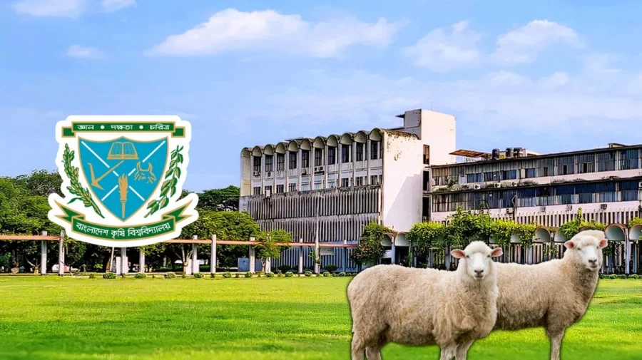 Sheep Stolen
