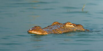 Extinct Freshwater Crocodile