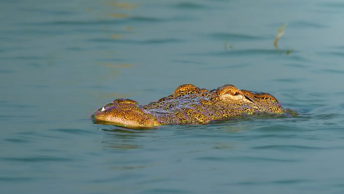Extinct Freshwater Crocodile