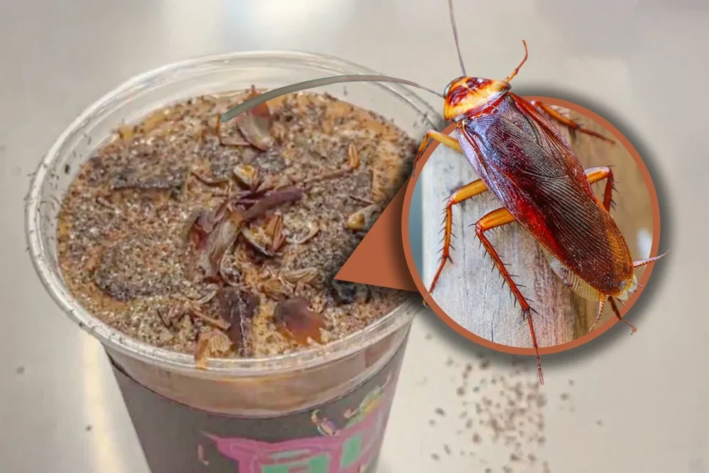 Cockroach Coffee