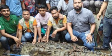crocodile rescued
