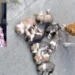 Drowning 8 Puppies